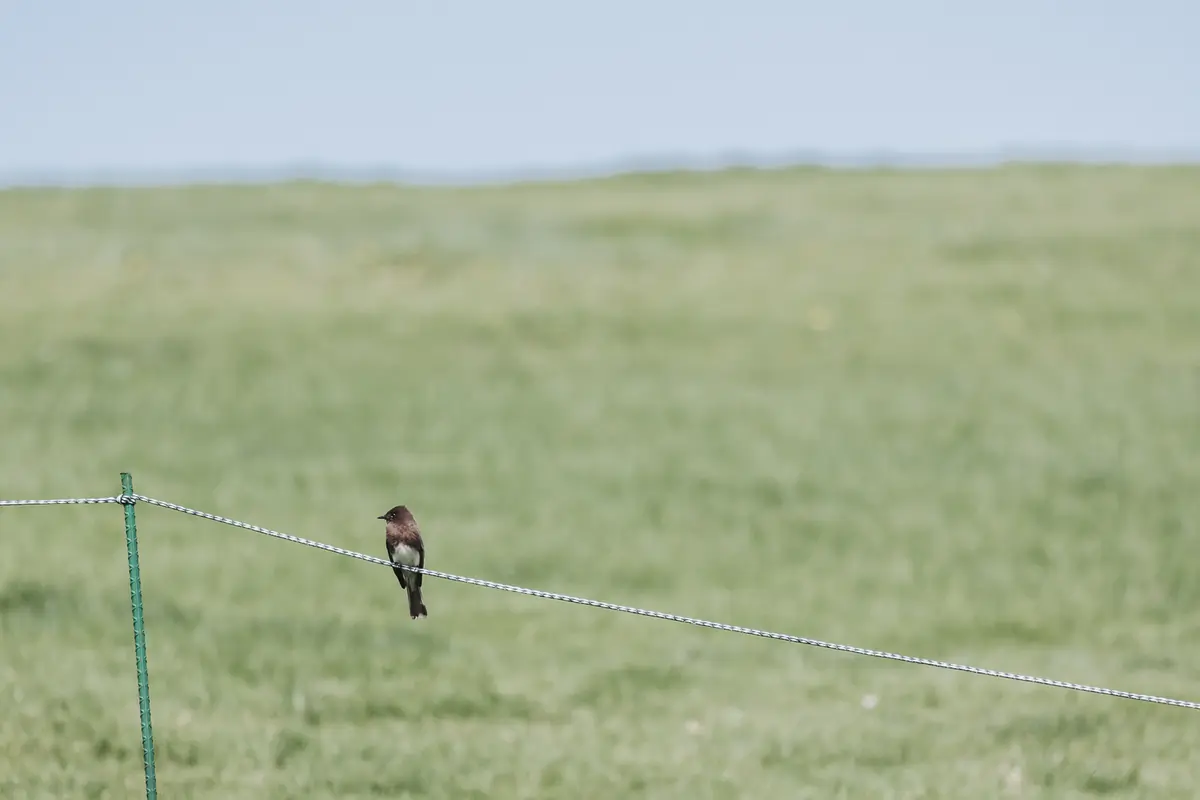 A small bird perched on the gallery rope over an empty fairway between groups